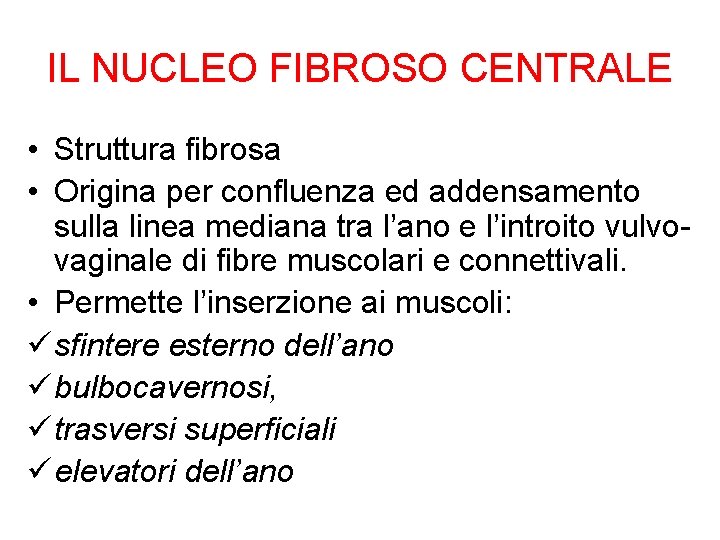 IL NUCLEO FIBROSO CENTRALE • Struttura fibrosa • Origina per confluenza ed addensamento sulla