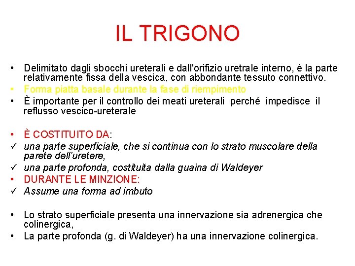 IL TRIGONO • Delimitato dagli sbocchi ureterali e dall'orifizio uretrale interno, è la parte