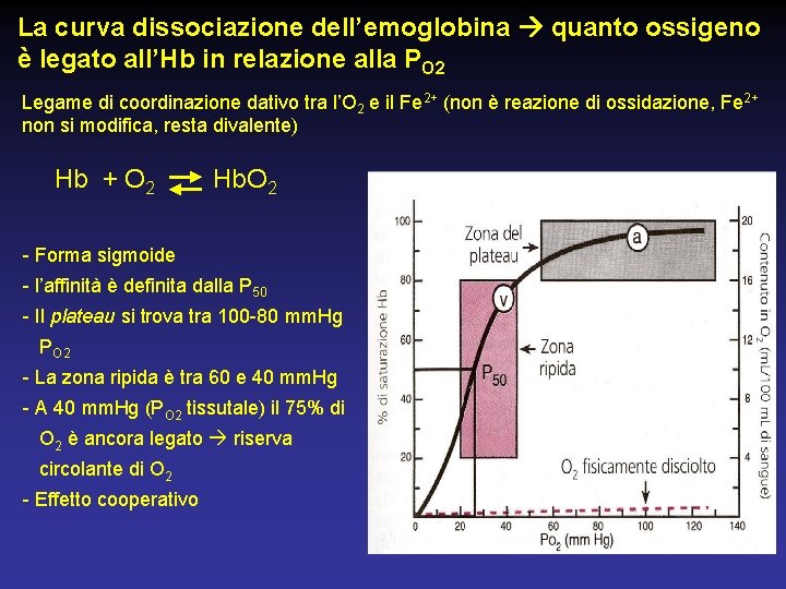 La curva dissociazione dell’emoglobina quanto ossigeno è legato all’Hb in relazione alla PO 2