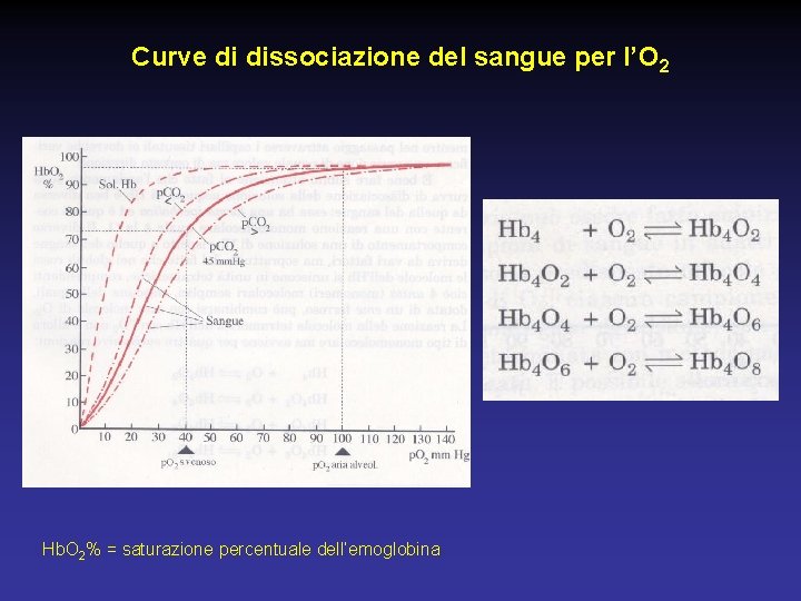 Curve di dissociazione del sangue per l’O 2 Pg 558 casella Hb. O 2%