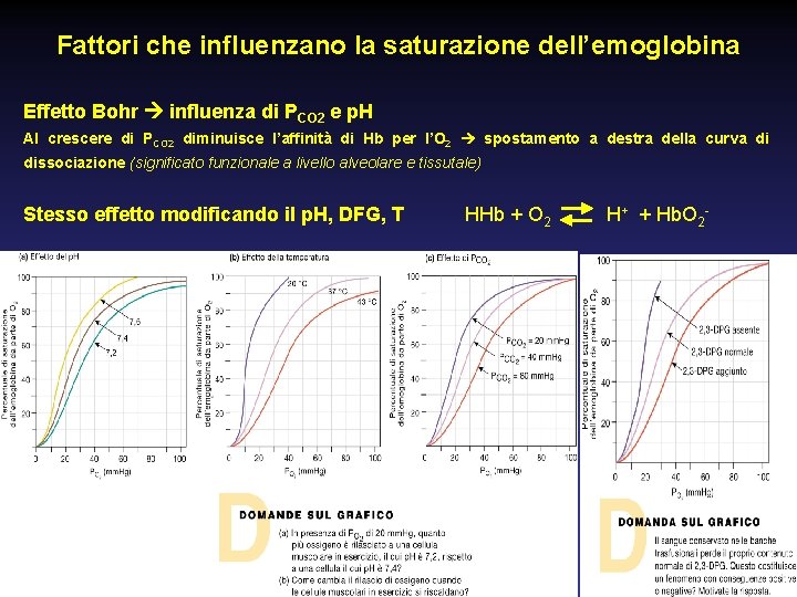Fattori che influenzano la saturazione dell’emoglobina Effetto Bohr influenza di PCO 2 e p.