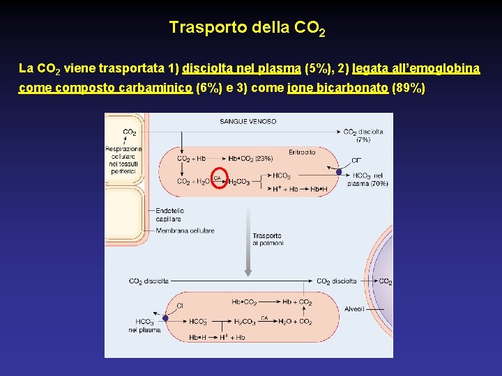 Trasporto della CO 2 La CO 2 viene trasportata 1) disciolta nel plasma (5%),