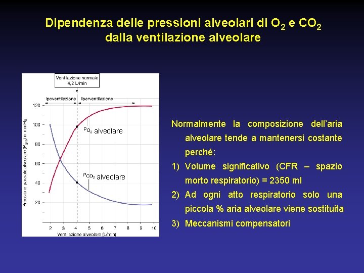 Dipendenza delle pressioni alveolari di O 2 e CO 2 dalla ventilazione alveolare Normalmente