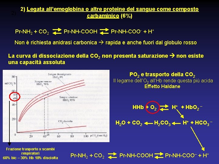 2) Legata all’emoglobina o altre proteine del sangue composto 2) carbaminico (6%) Pr-NH 2