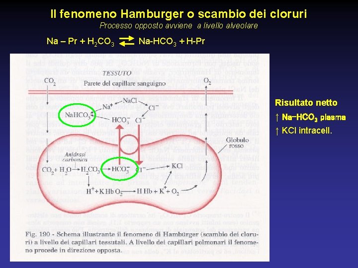 Il fenomeno Hamburger o scambio dei cloruri Processo opposto avviene a livello alveolare Na