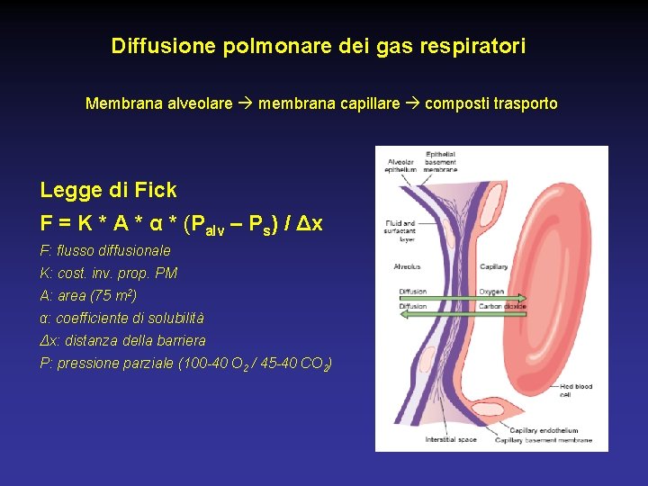 Diffusione polmonare dei gas respiratori Membrana alveolare membrana capillare composti trasporto Legge di Fick