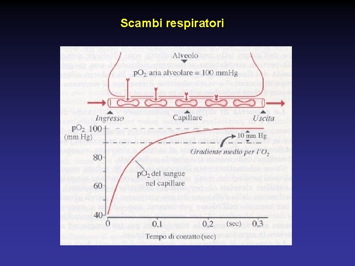 Scambi respiratori 