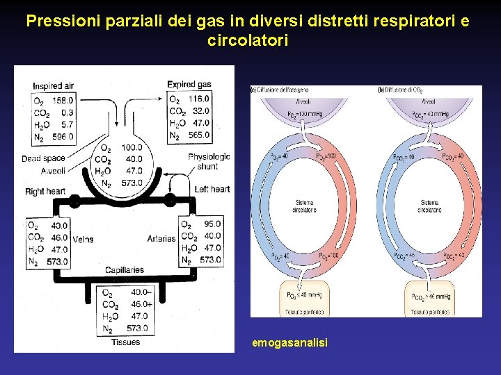 Pressioni parziali dei gas in diversi distretti respiratori e circolatori emogasanalisi 