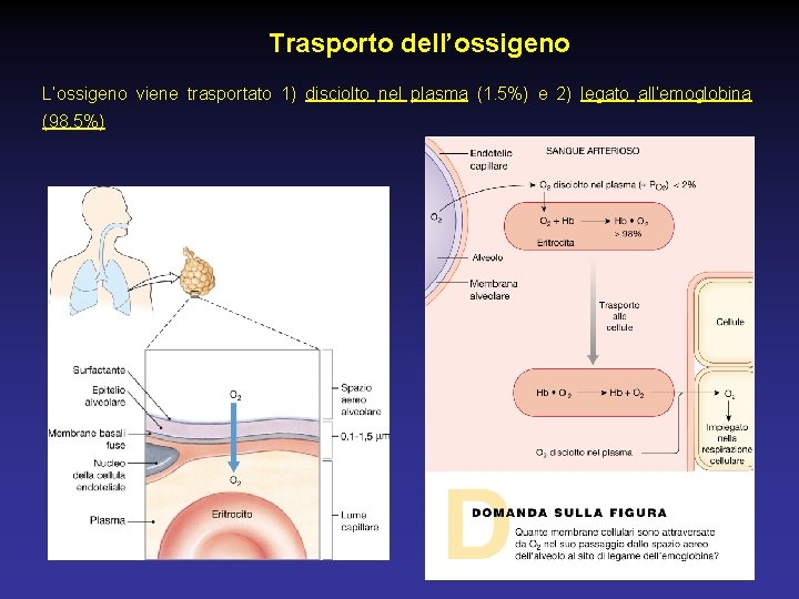 Trasporto dell’ossigeno L’ossigeno viene trasportato 1) disciolto nel plasma (1. 5%) e 2) legato