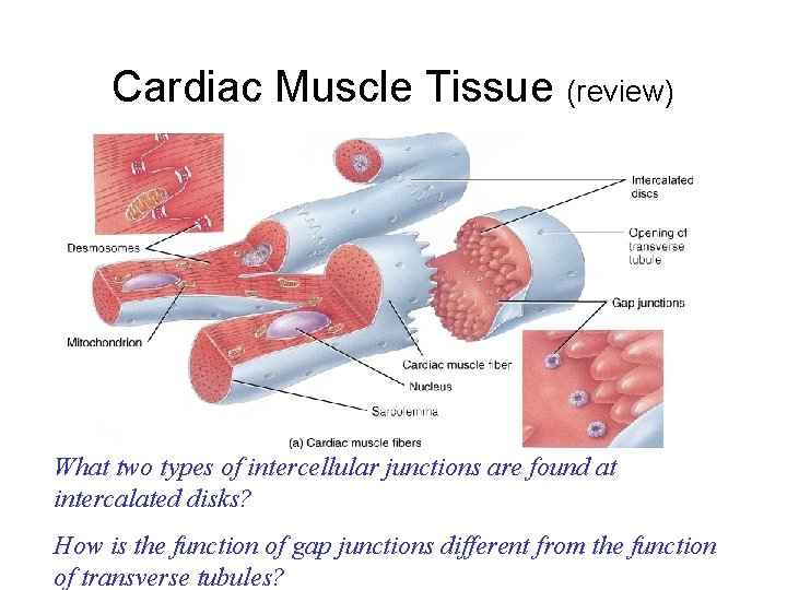 Cardiac Muscle Tissue (review) What two types of intercellular junctions are found at intercalated