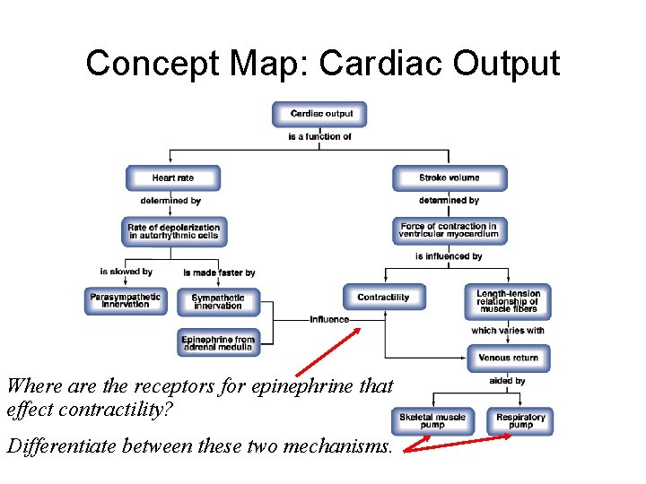 Concept Map: Cardiac Output Where are the receptors for epinephrine that effect contractility? Differentiate