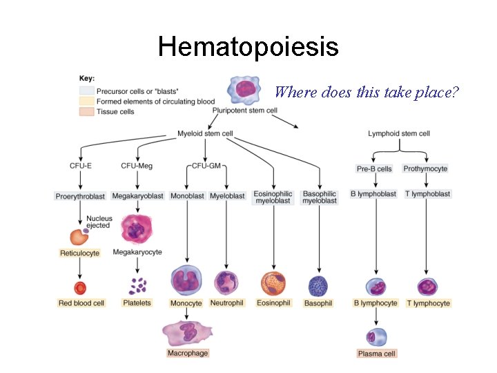 Hematopoiesis Where does this take place? 