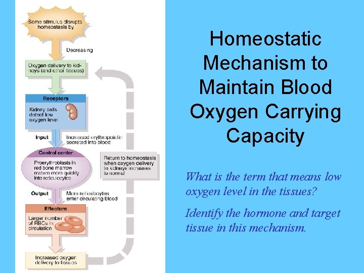 Homeostatic Mechanism to Maintain Blood Oxygen Carrying Capacity What is the term that means