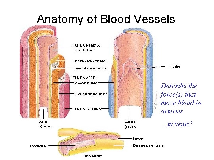 Anatomy of Blood Vessels Describe the force(s) that move blood in arteries …in veins?