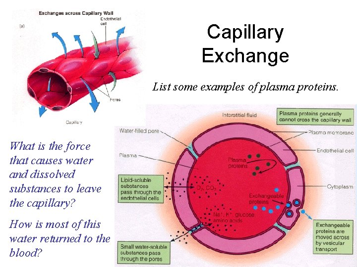 Capillary Exchange List some examples of plasma proteins. What is the force that causes