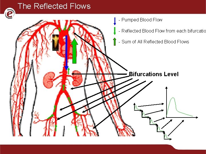 The Reflected Flows - Pumped Blood Flow - Reflected Blood Flow from each bifurcatio