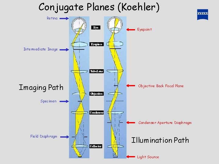 Conjugate Planes (Koehler) Retina Eyepoint Eyepiece Intermediate Image Tube. Lens Imaging Path Objective Back Conjugate Planes (Koehler) Retina Eyepoint Eyepiece Intermediate Image Tube. Lens Imaging Path Objective Back