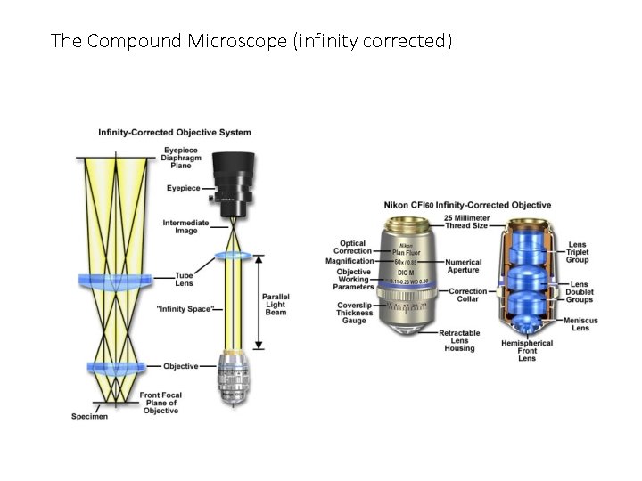 The Compound Microscope (infinity corrected) The Compound Microscope (infinity corrected)