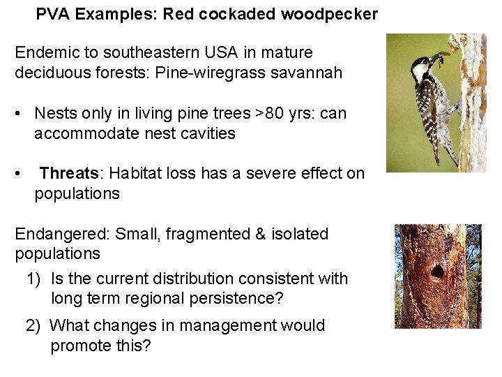 PVA Examples: Red cockaded woodpecker Endemic to southeastern USA in mature deciduous forests: Pine-wiregrass