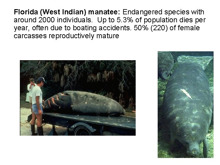 Florida (West Indian) manatee: Endangered species with around 2000 individuals. Up to 5. 3%