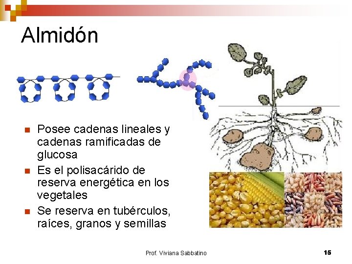 Almidón n Posee cadenas lineales y cadenas ramificadas de glucosa Es el polisacárido de