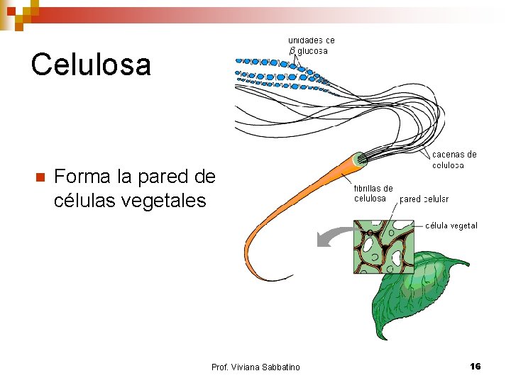 Celulosa n Forma la pared de las células vegetales Prof. Viviana Sabbatino 16 