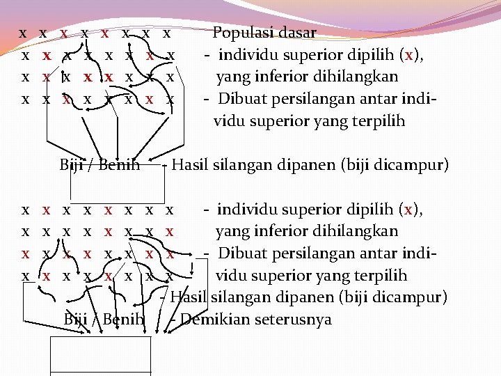  x x Populasi dasar x x - individu superior dipilih (x), x x