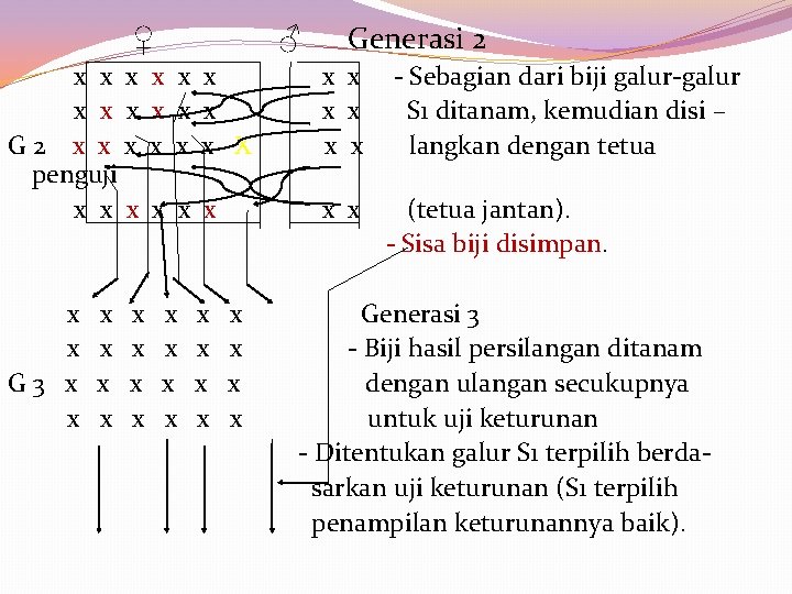  ♀ ♂ Generasi 2 x x x x x - Sebagian dari biji