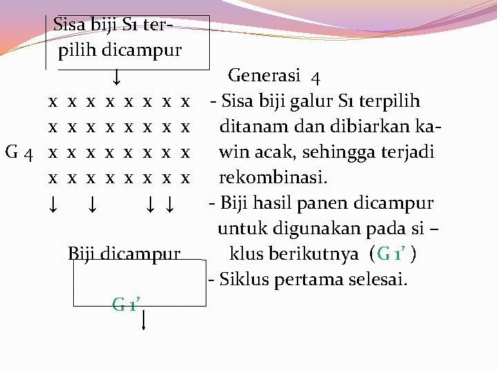 Sisa biji S 1 ter pilih dicampur ↓ Generasi 4 x x x Sisa biji S 1 ter pilih dicampur ↓ Generasi 4 x x x