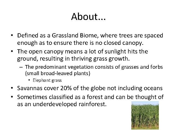About. . . • Defined as a Grassland Biome, where trees are spaced enough