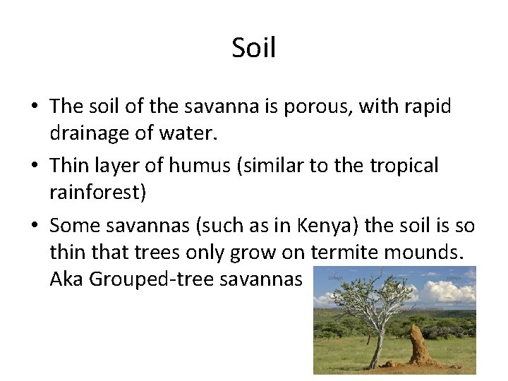 Soil • The soil of the savanna is porous, with rapid drainage of water.