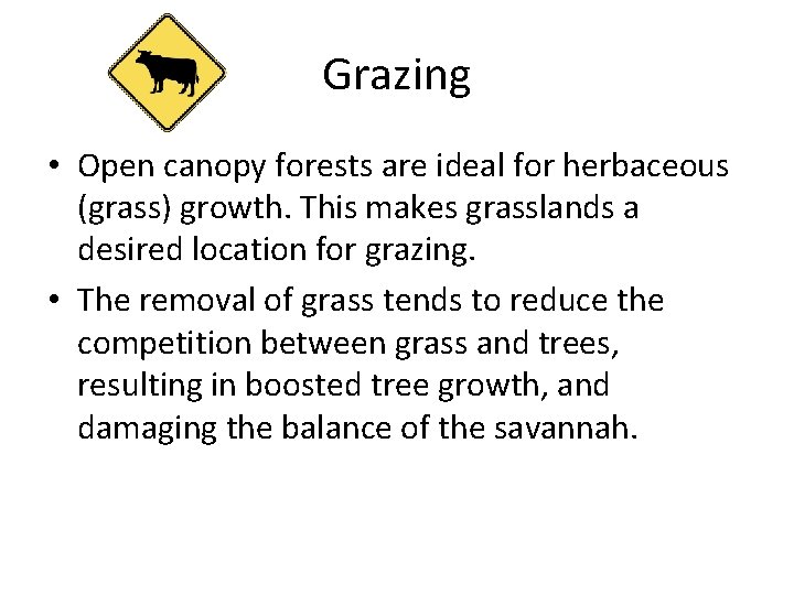 Grazing • Open canopy forests are ideal for herbaceous (grass) growth. This makes grasslands