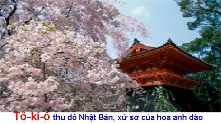 Tô-ki-ô thủ đô Nhật Bản, xứ sở của hoa anh đào 