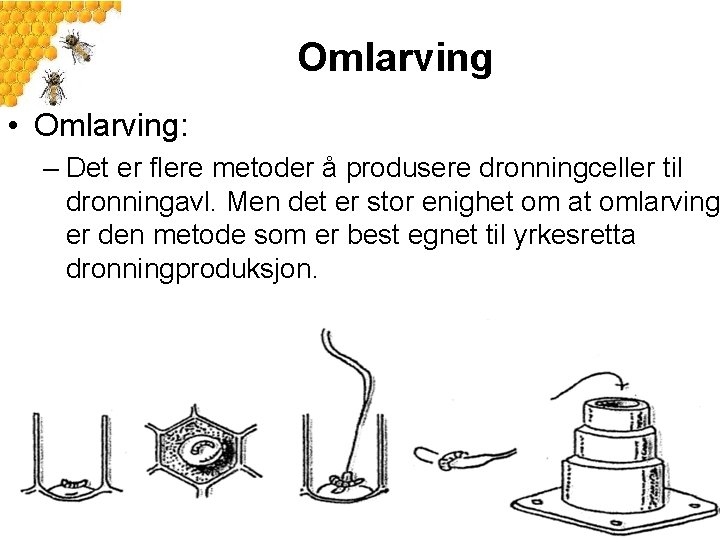 Omlarving • Omlarving: – Det er flere metoder å produsere dronningceller til dronningavl. Men