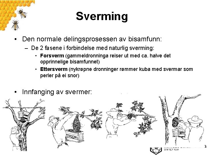 Sverming • Den normale delingsprosessen av bisamfunn: – De 2 fasene i forbindelse med