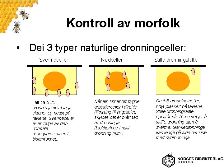 Kontroll av morfolk • Dei 3 typer naturlige dronningceller: Svermeceller I alt ca 5