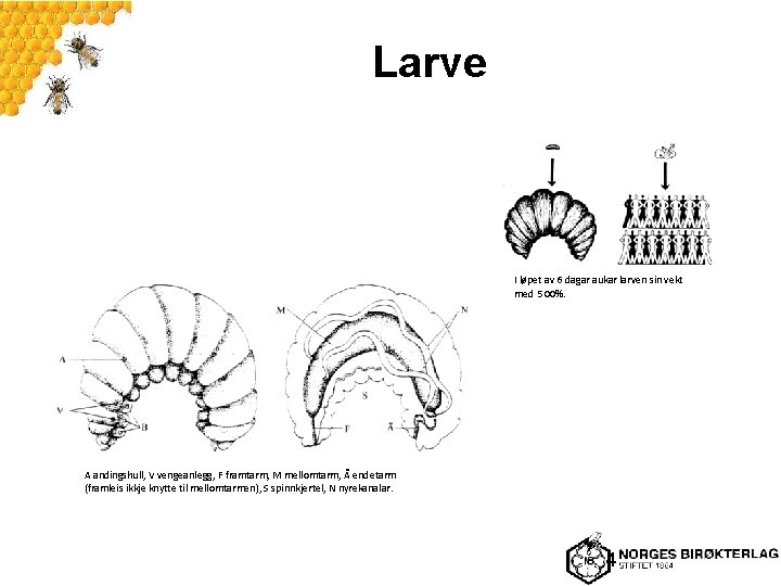 Larve I løpet av 6 dagar aukar larven sin vekt med 500%. A andingshull,