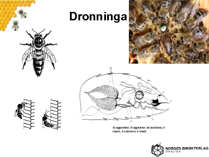 Dronninga Äs eggstokkar, Äl eggleiarar, Sä sædblæra, Sl skjede, Ä endetarm, G brodd. 5
