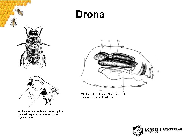 Drona T testiklar, Sl sædledarar, Sk slimkjertlar, Sp sprutkanal, P penis, A endetarm. Penis