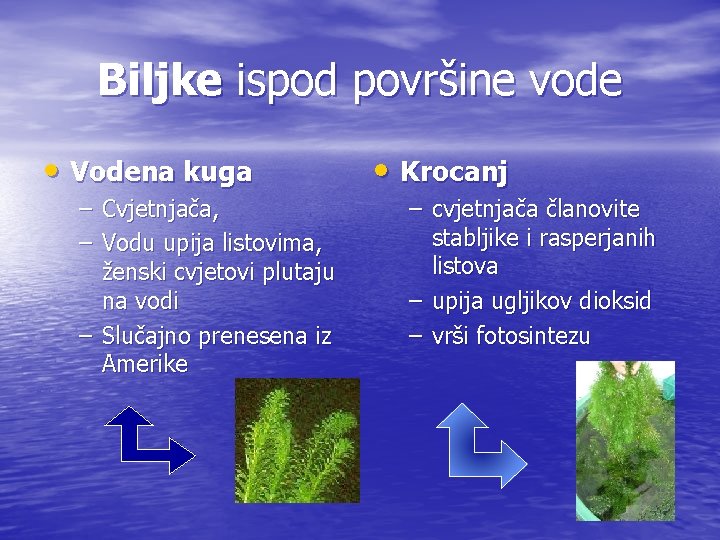 Biljke ispod površine vode • Vodena kuga – Cvjetnjača, – Vodu upija listovima, ženski