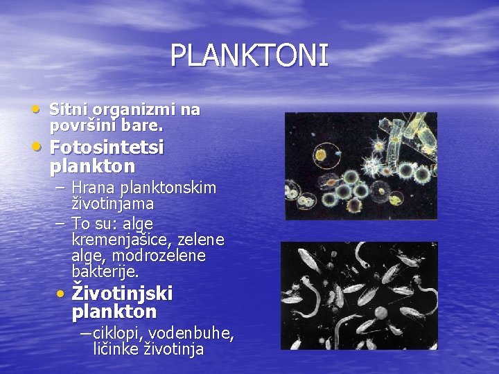 PLANKTONI • Sitni organizmi na površini bare. • Fotosintetsi plankton – Hrana planktonskim životinjama