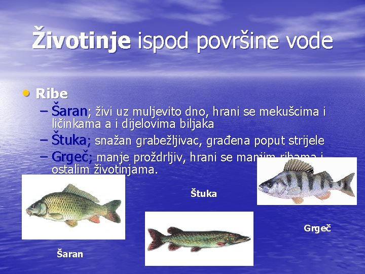 Životinje ispod površine vode • Ribe – Šaran; živi uz muljevito dno, hrani se