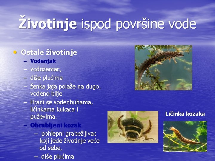 Životinje ispod površine vode • Ostale životinje – Vodenjak – – – vodozemac, diše
