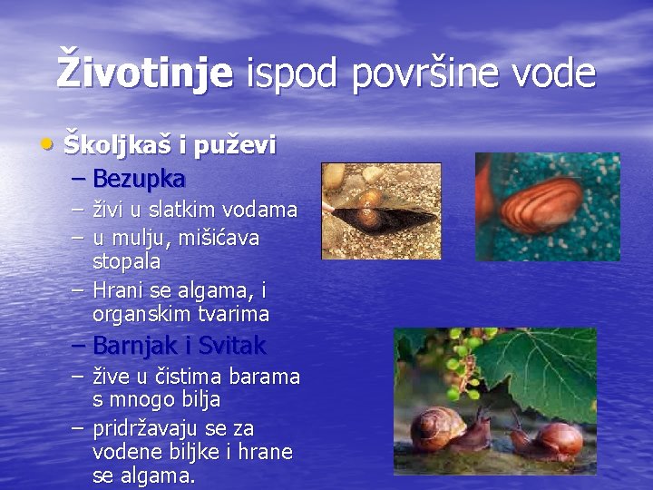 Životinje ispod površine vode • Školjkaš i puževi – Bezupka – živi u slatkim