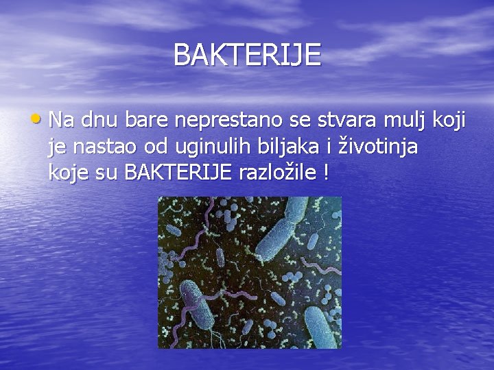 BAKTERIJE • Na dnu bare neprestano se stvara mulj koji je nastao od uginulih