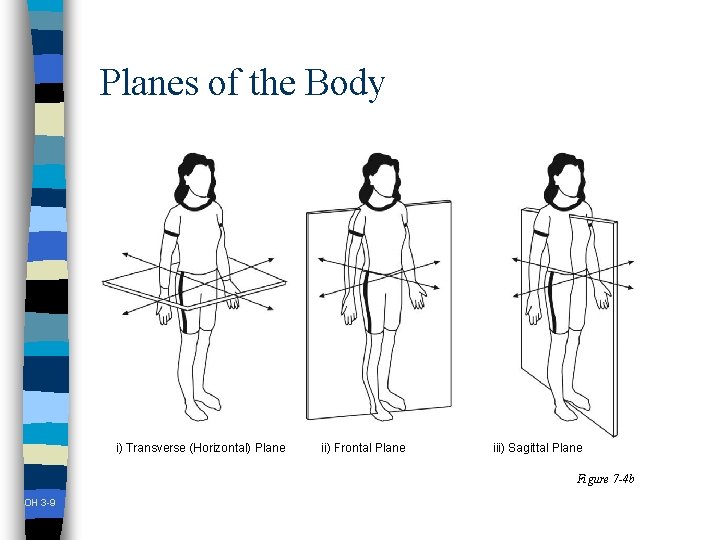 Planes of the Body i) Transverse (Horizontal) Plane ii) Frontal Plane iii) Sagittal Plane