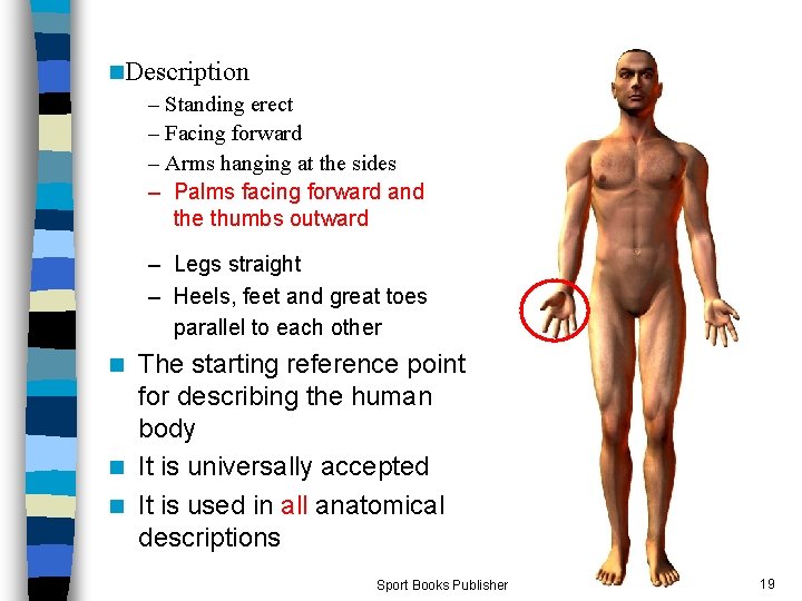 n. Description – Standing erect – Facing forward – Arms hanging at the sides