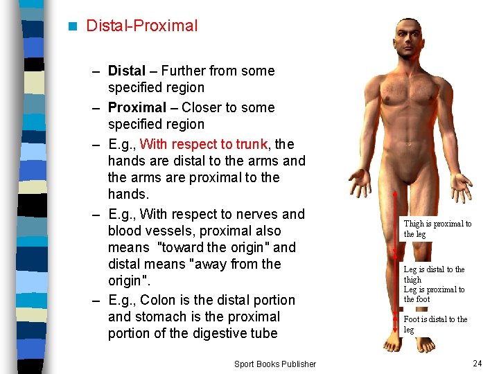 n Distal-Proximal – Distal – Further from some specified region – Proximal – Closer