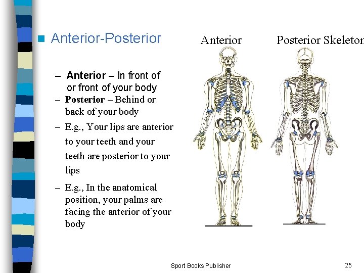 n Anterior-Posterior Anterior Skeleton Posterior Skeleton – Anterior – In front of or front
