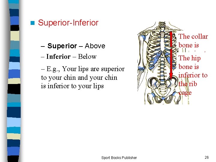 n Superior-Inferior – Superior – Above – Inferior – Below – E. g. ,